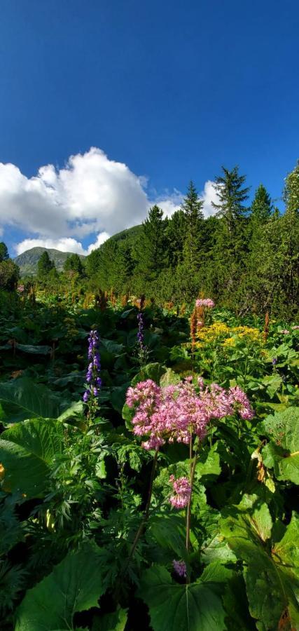 Alpina Retezat Otel Rîu de Mori Dış mekan fotoğraf