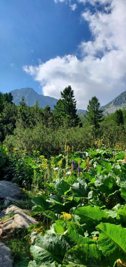 Alpina Retezat Otel Rîu de Mori Dış mekan fotoğraf